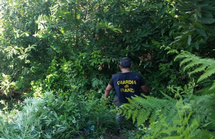 Guardia di Finanza sequestra piantagione marijuana