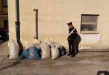 Ladri di patate arrestati dai Carabinieri